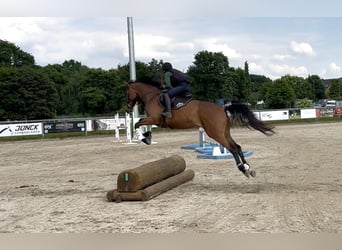 Trakehner, Jument, 5 Ans, 165 cm, Bai