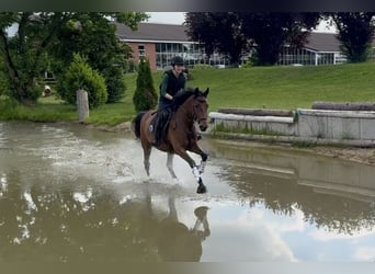Trakehner, Jument, 5 Ans, 165 cm, Bai