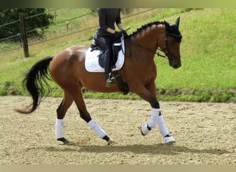 Trakehner, Jument, 5 Ans, 165 cm, Bai