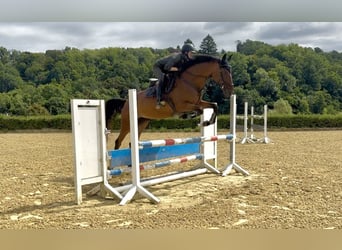 Trakehner, Jument, 5 Ans, 165 cm, Bai