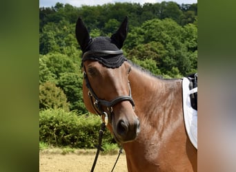 Trakehner, Jument, 5 Ans, 165 cm, Bai