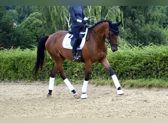 Trakehner, Jument, 5 Ans, 165 cm, Bai