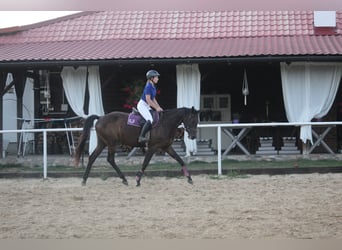 Trakehner, Jument, 5 Ans, 165 cm, Bai