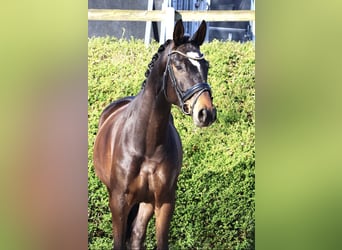 Trakehner, Jument, 5 Ans, 166 cm, Bai brun foncé