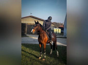 Trakehner, Jument, 5 Ans, 166 cm, Bai