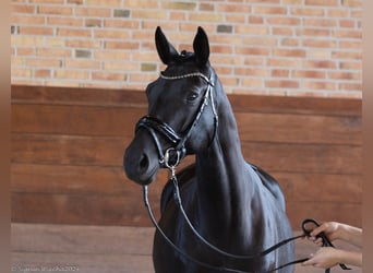 Trakehner, Jument, 5 Ans, 166 cm, Noir