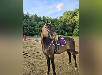 Trakehner, Jument, 5 Ans, 167 cm, Bai brun