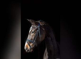 Trakehner, Jument, 5 Ans, 167 cm, Bai brun