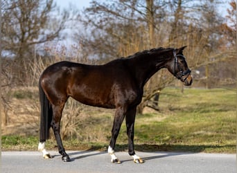 Trakehner, Jument, 5 Ans, 167 cm, Bai brun