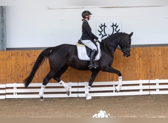 Trakehner, Jument, 5 Ans, 167 cm, Noir