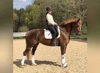 Trakehner, Jument, 5 Ans, 168 cm, Alezan brûlé