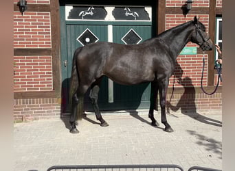 Trakehner, Jument, 5 Ans, 168 cm, Peut devenir gris