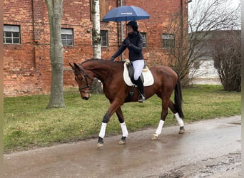 Trakehner, Jument, 5 Ans, 169 cm, Bai