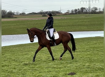 Trakehner, Jument, 5 Ans, 169 cm, Bai