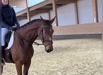 Trakehner, Jument, 5 Ans, 169 cm, Bai