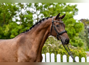 Trakehner, Jument, 5 Ans, 170 cm, Bai brun