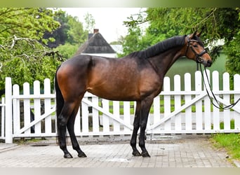 Trakehner, Jument, 5 Ans, 170 cm, Bai brun