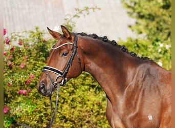 Trakehner, Jument, 5 Ans, 171 cm, Bai brun