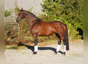 Trakehner, Jument, 5 Ans, 171 cm, Bai brun