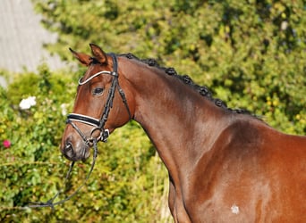 Trakehner, Jument, 5 Ans, 171 cm, Bai brun