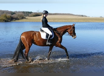 Trakehner, Jument, 5 Ans, 171 cm, Bai