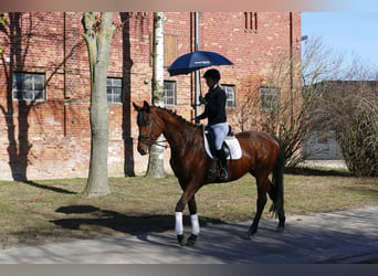 Trakehner, Jument, 5 Ans, 171 cm, Bai