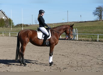 Trakehner, Jument, 5 Ans, 171 cm, Bai