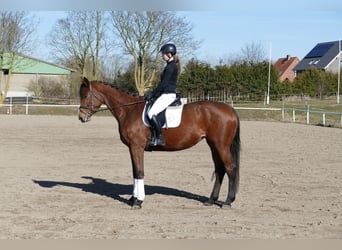 Trakehner, Jument, 5 Ans, 171 cm, Bai