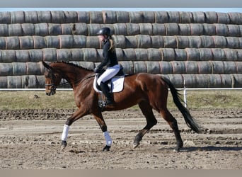 Trakehner, Jument, 5 Ans, 171 cm, Bai