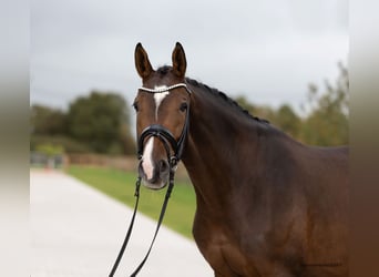Trakehner, Jument, 5 Ans, 171 cm, Bai