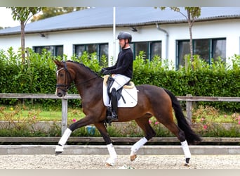 Trakehner, Jument, 5 Ans, 171 cm, Bai