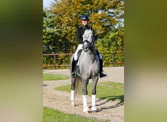 Trakehner, Jument, 5 Ans, 171 cm, Gris