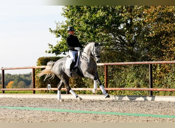 Trakehner, Jument, 5 Ans, 171 cm, Gris