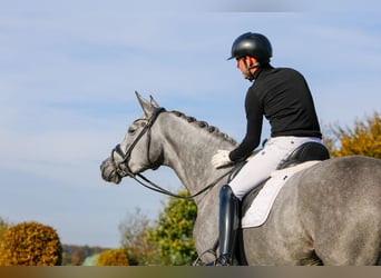 Trakehner, Jument, 5 Ans, 171 cm, Gris