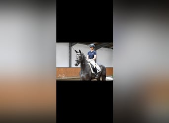 Trakehner, Jument, 5 Ans, 172 cm, Gris