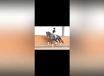 Trakehner, Jument, 5 Ans, 172 cm, Gris