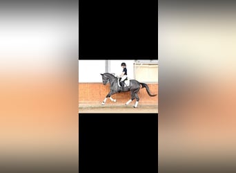 Trakehner, Jument, 5 Ans, 172 cm, Gris