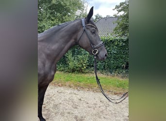 Trakehner, Jument, 5 Ans, 175 cm, Noir