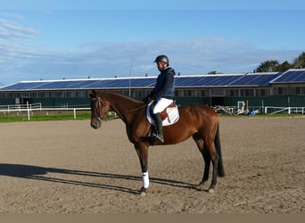 Trakehner, Jument, 5 Ans, Bai