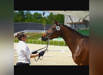 Trakehner, Jument, 5 Ans, Bai