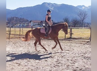 Trakehner, Jument, 6 Ans, 160 cm, Alezan