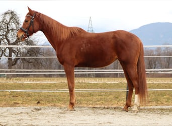 Trakehner, Jument, 6 Ans, 160 cm, Alezan