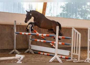 Trakehner, Jument, 6 Ans, 162 cm, Bai
