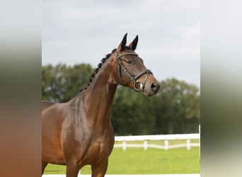 Trakehner, Jument, 6 Ans, 162 cm, Bai