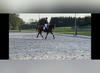 Trakehner, Jument, 6 Ans, 163 cm, Alezan