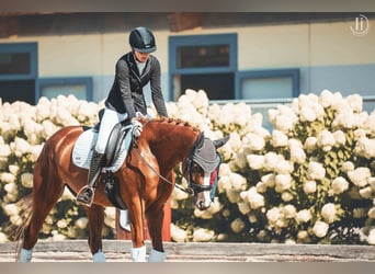 Trakehner, Jument, 6 Ans, 163 cm, Alezan