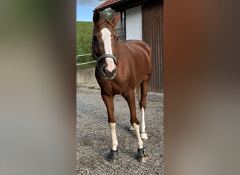 Trakehner, Jument, 6 Ans, 163 cm, Alezan