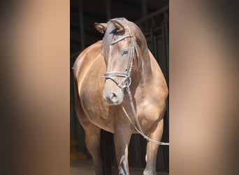 Trakehner, Jument, 6 Ans, 163 cm, Bai