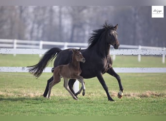 Trakehner, Jument, 6 Ans, 163 cm, Bai
