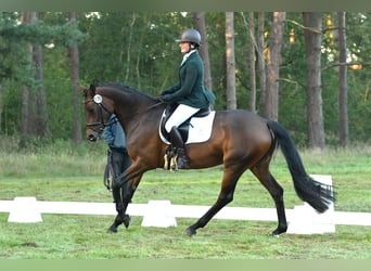 Trakehner, Jument, 6 Ans, 164 cm, Bai brun